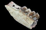 Hyracodon (Running Rhino) Jaw Section - South Dakota #80149-1